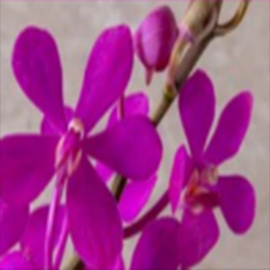 Mokara Orchid Dark Pink 'NR' dark pink flower