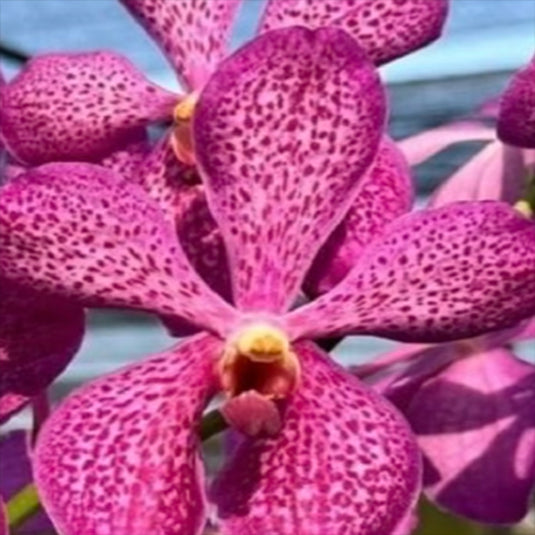 Mokara Orchid Kasem Delight pink flower with spotted patterns