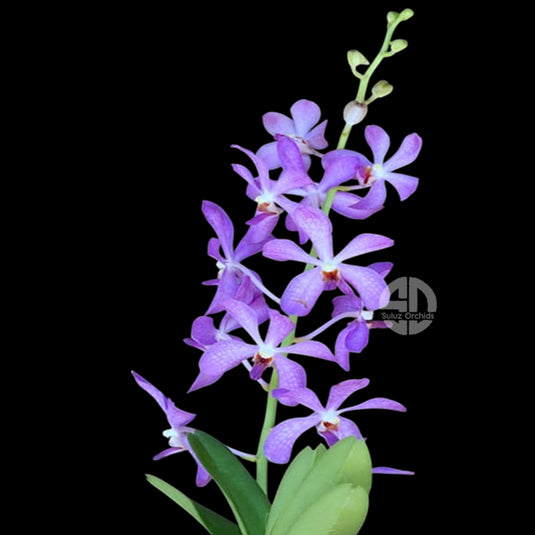 Mokara Orchid Nora Blue plant, blue-purple flower with vibrant tones and fine spotted pattern