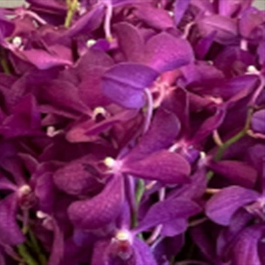 Mokara Orchid Nora elegant purple soft flower