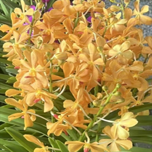 Mokara Orchid Oomyai Yellow yellow flower