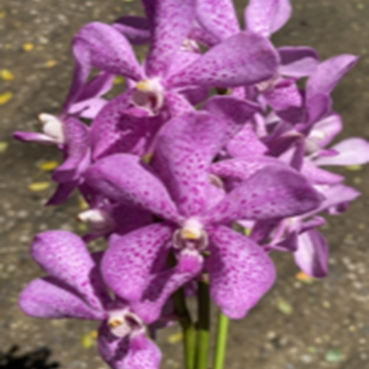 Mokara Orchid Plant Royal Pink  - Top Cutting Small