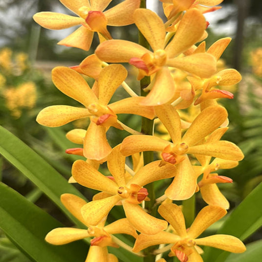 Mokara Orchid Ramasamyara Little Fragrance yellow flower