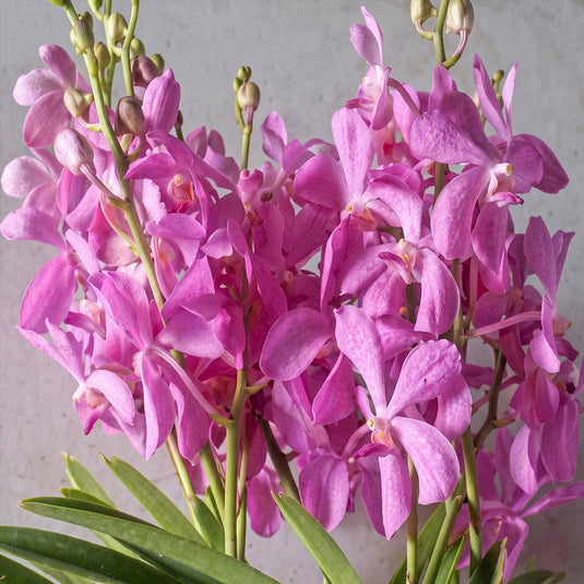 Mokara Orchid Sweetie Pink pink flower