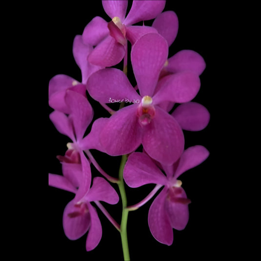 Mokara Orchid Mokara Prakai Petch - Mature Big Top Cutting - Ready To Flower