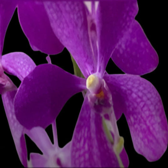 Mokara Orchid Plant Purple BB - Top Cutting Small