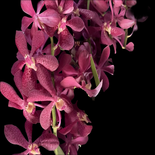 Mokara Orchid Plant Ribbon Red Mature - Big Top Cutting