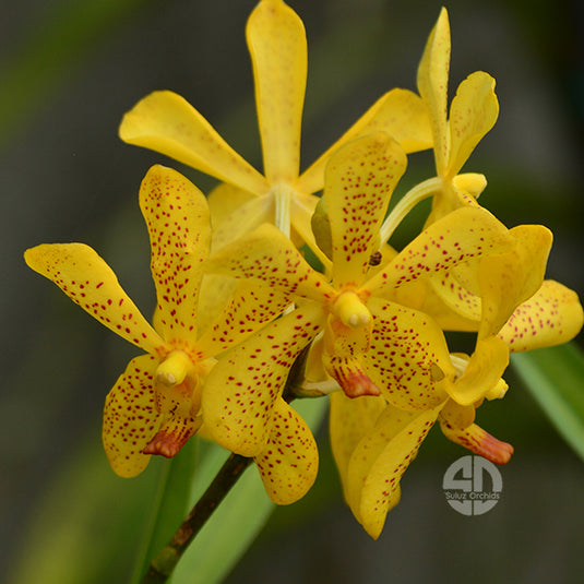 Mokara Orchid Sayan x Dungpron  Mature - Big Top Cutting