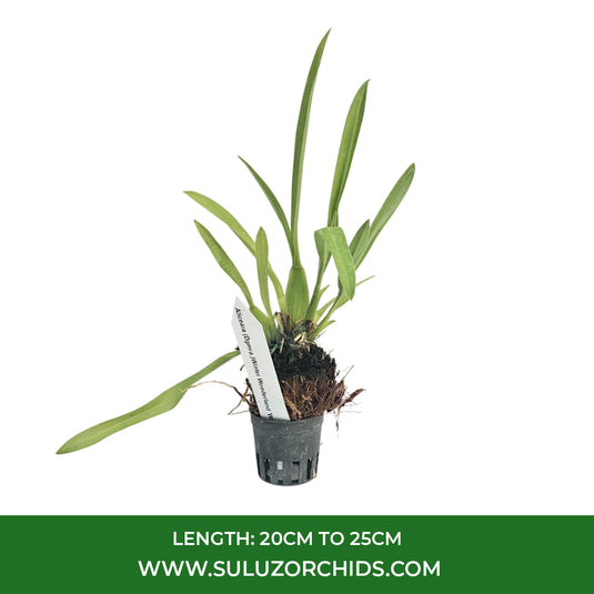 Oncidium Orchid Plant Aliceara (Dgmra.)Winter Wonderland 'White Fairy' Seedling