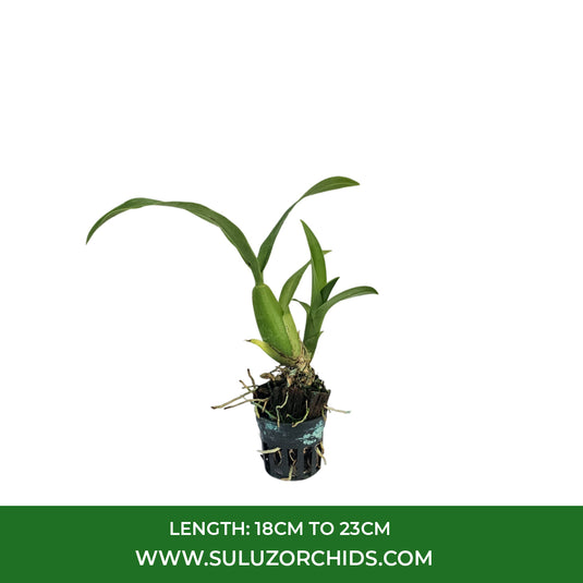 Oncidium Orchid Plant Brassidomesa Tzeng-Wn Spot Seedling