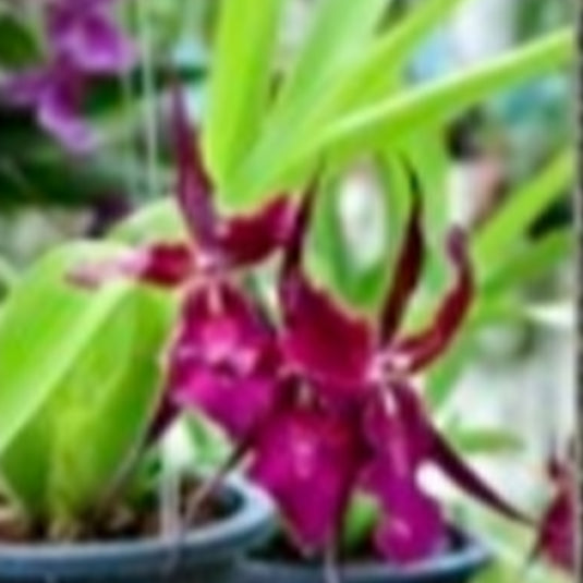 Oncidium Orchid Plant Bratonia Royal Robe Seedling