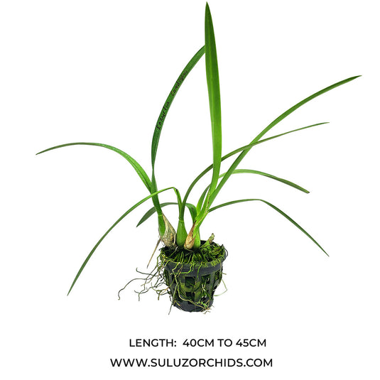 Oncidium Orchid Plant Encyclia Cordigra Mature