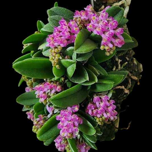 Oncidium Exotic Orchid Schoenorchis Fragrans pink flower