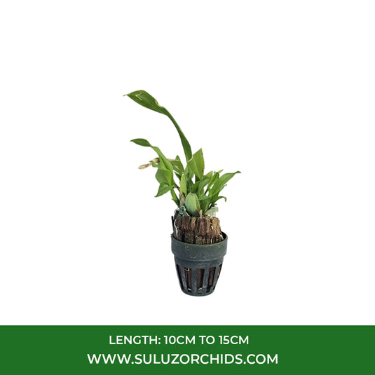 Oncidium Orchid Plant Fan Leaf Seedling