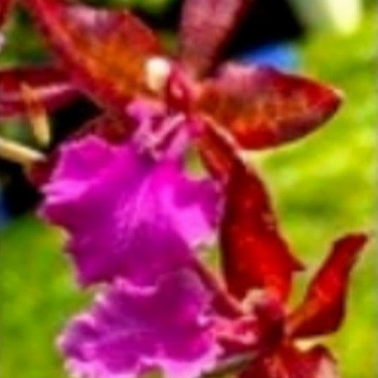 Oncidium Orchid Plant Massai Pink Seedling