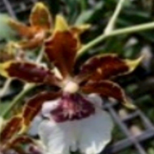 Oncidium Orchid Plant Zeloncidesa Eeshta Venger Seedling