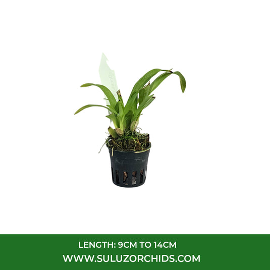 Oncidium Orchid Plant Tsiku Marguerite Seedling