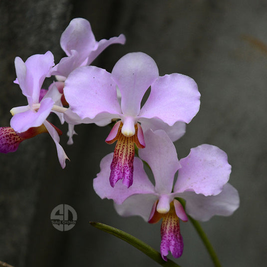 Pencil Vanda Plant MIss Joaquim Top Cutting Mature