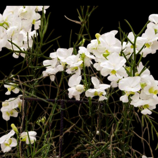 Pencil Vanda Plant White Top Cutting Mature