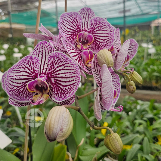 Phalaenopsis orchid white flower with dark purple striped pattern