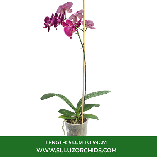 Phalaenopsis Orchid Bulls Eye Mature Plant With Bud/Flower
