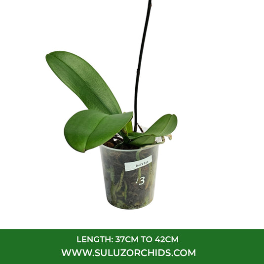 Phalaenopsis Orchid Bulls Eye Mature Plant With Bud/Flower