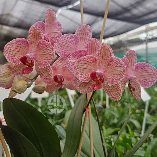 Rich Pastel Pink Phalaenopsis orchid flowers with graceful petals