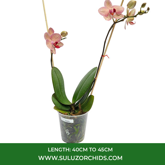 Pink Phalaenopsis orchid plant with graceful pink flowers, ideal for home and indoor decoration.