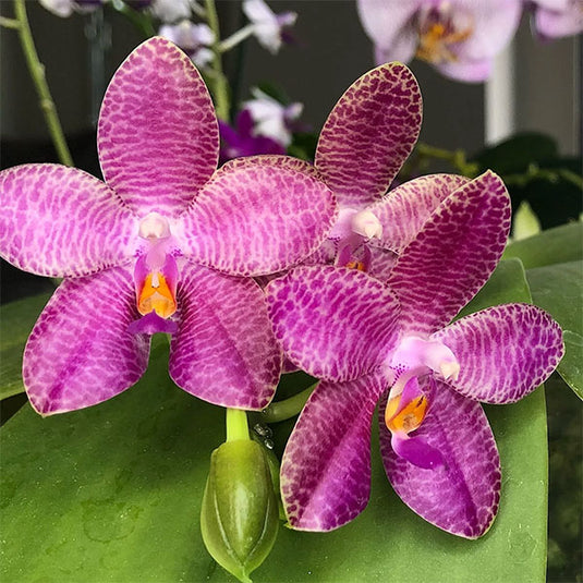 Phalaenopsis Gigantea '3.5 Super' x  Violacea Rare Exotic Orchid