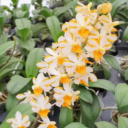 Phalaenopsis Pulcherrimin Rare Exotic Orchid