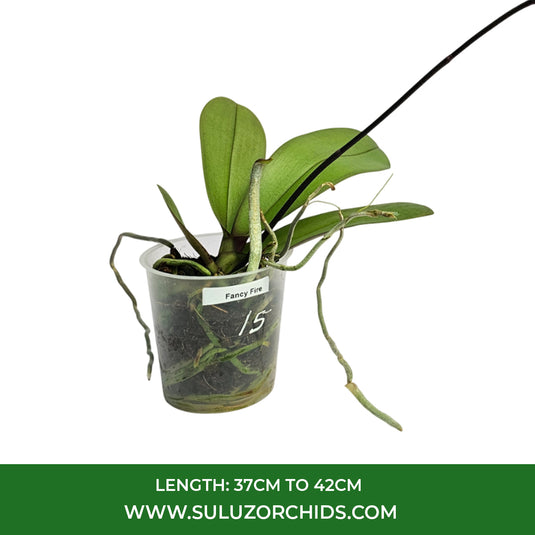 Rich purple Phalaenopsis orchid flowers with graceful petals