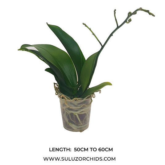 Yellow Phalaenopsis orchid plant featuring elegant, long-lasting flowers