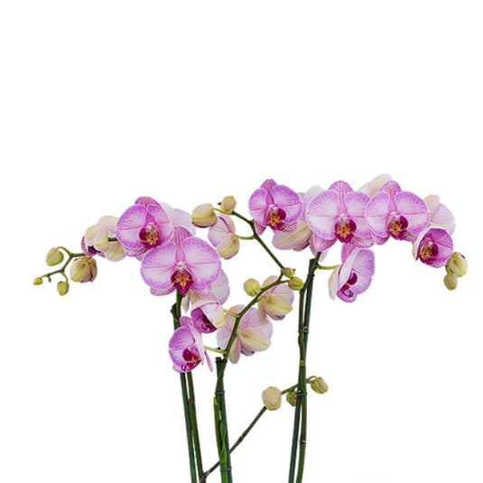 Beautiful pink Phalaenopsis orchid with soft petals and vibrant tropical blooms