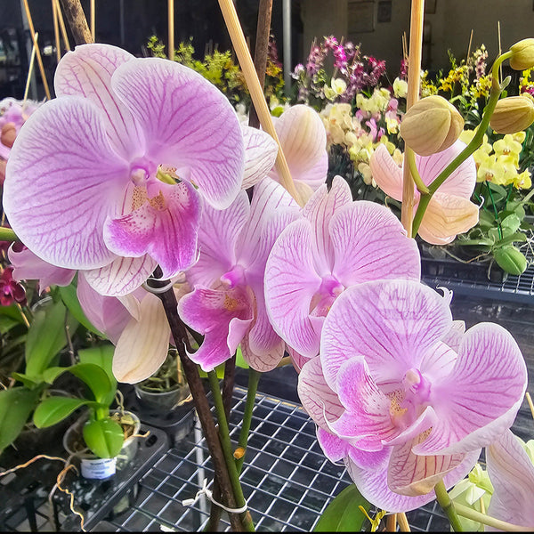 Phalaenopsis With Bud