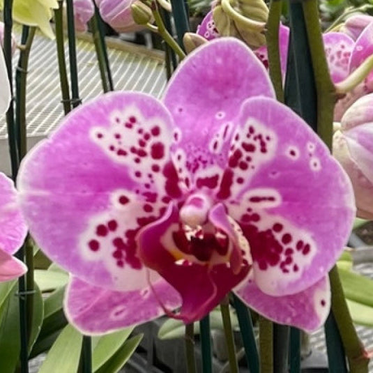 Pink Phalaenopsis orchid plant with premium blooms, perfect for indoor home and office décor