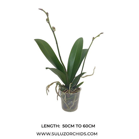 Pink Phalaenopsis orchid plant with graceful, long-lasting blooms
