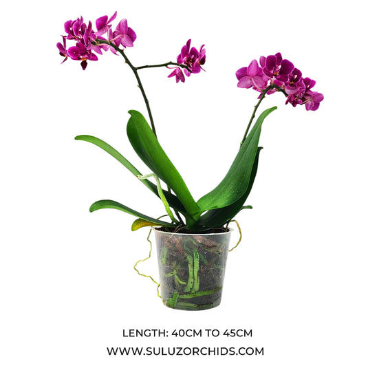 Phalaenopsis Orchid Kissy Lips Plant With Bud/Flower
