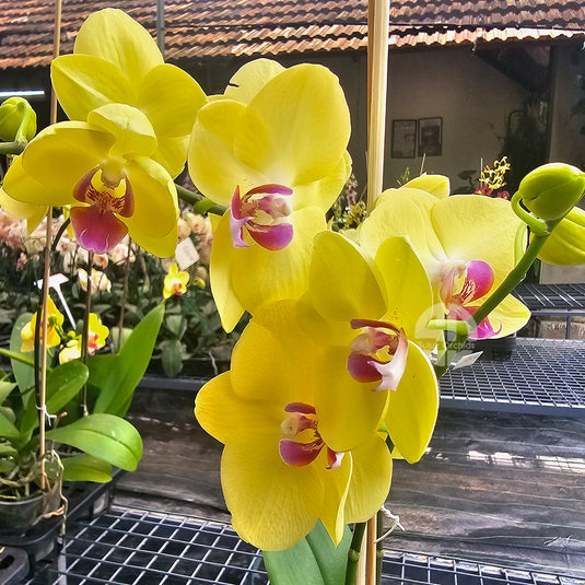 Phalaenopsis Orchid Limelight mature plant with yellow petals and pink center flower
