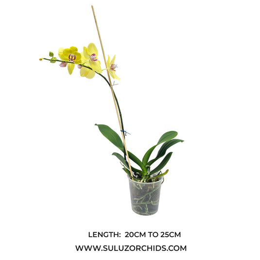 Phalaenopsis Orchid limelight mature plant with healthy green leaves and buds or flowers