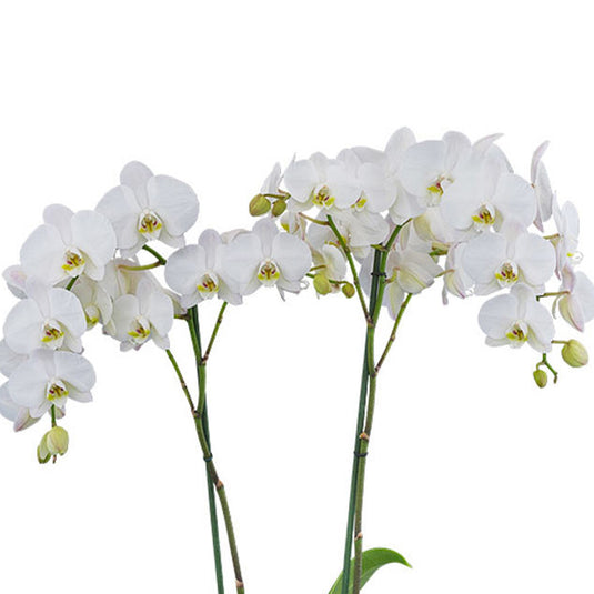 Phalaenopsis Orchid Lunar Landings flower featuring bright white blooms and subtle creamy undertones