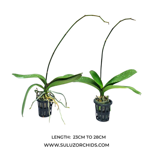 Phalaenopsis Orchid mature plant with lush green leaves and upright spikes producing rich orchid flowers ready to bloom