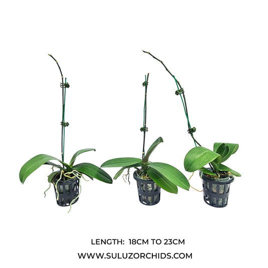 Phalaenopsis Orchid Mature Plant