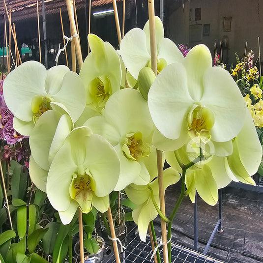 Phalaenopsis Orchid mint mature plant with light yellow flowers