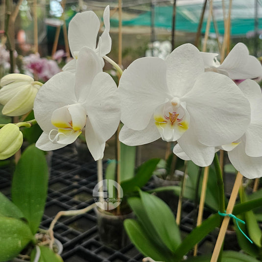 Luxury white Phalaenopsis orchid featuring long-lasting blooms