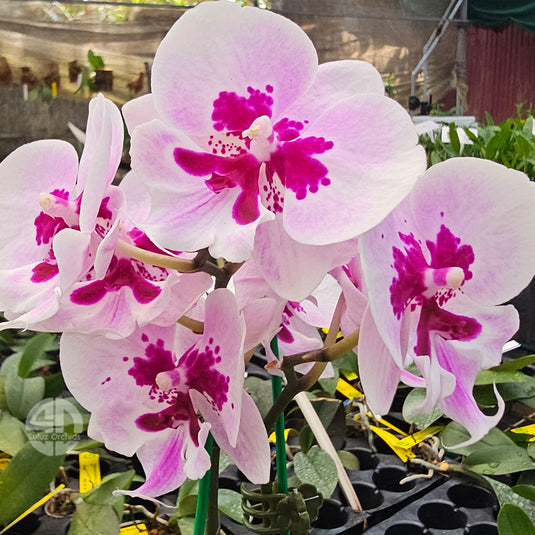 Phalaenopsis orchid with soft purple flowers and rounded petals