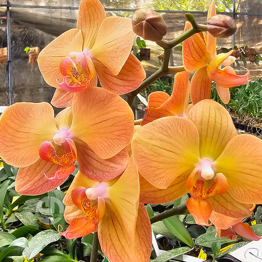 Phalaenopsis orchid with elegant orange blooms with patterns and smooth rounded petals
