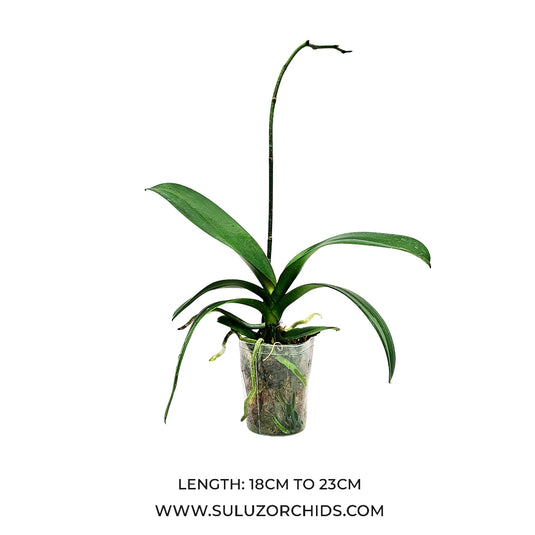Phalaenopsis Orchid Mature Plant