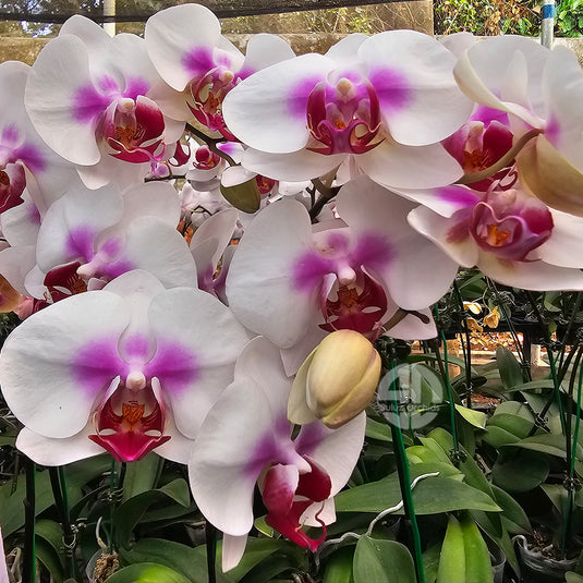 Phalaenopsis orchid with elegant pink and white flowers