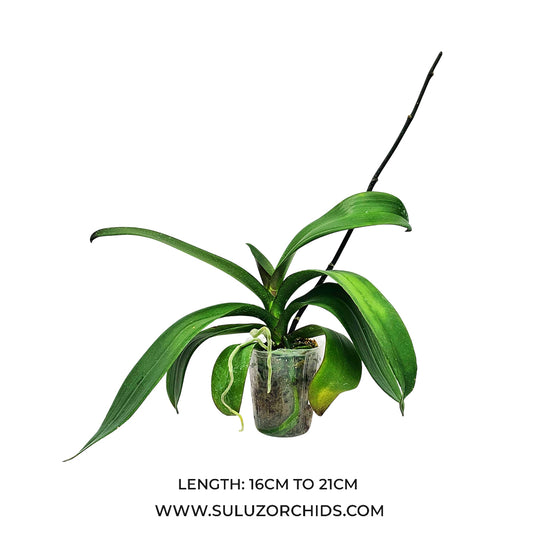 Phalaenopsis Orchid Mature Plant with healthy green leaves, ready to bloom