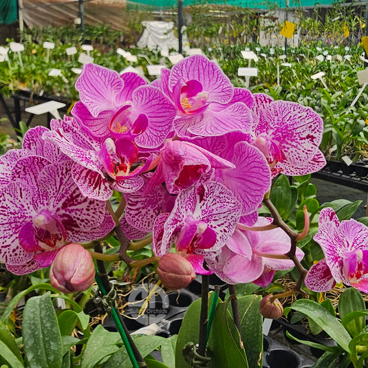 Phalaenopsis orchid with elegant pink blooms and smooth rounded petals